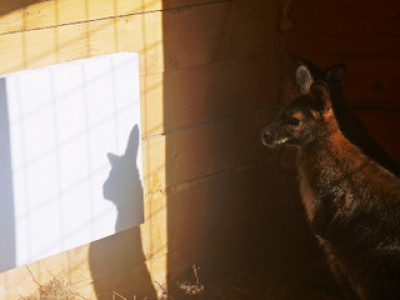 Инфракрасные обогреватели для животных