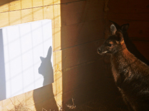 Инфракрасные обогреватели для животных